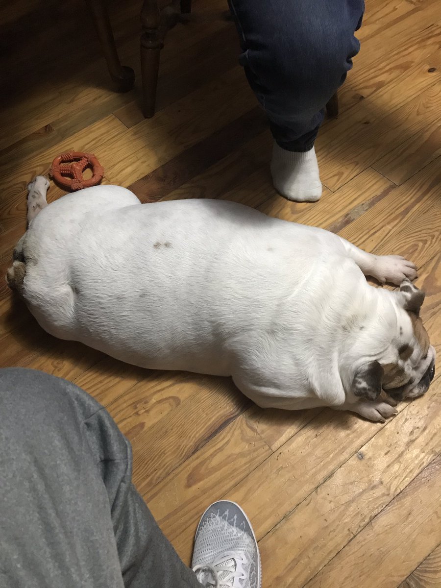 the fatness of this dog is definitely an off-season mood #letsgetfat