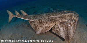 BonnConvention's tweet photo. Good News! Here is the press release on the outcome of the signatory states meeting: Eight #shark species to benefit from greater protection globally #SharksOnTheRock #CMSsharks #SharksMOS3 https://t.co/n1LqZv8Z3b https://t.co/9O50H0VzR0