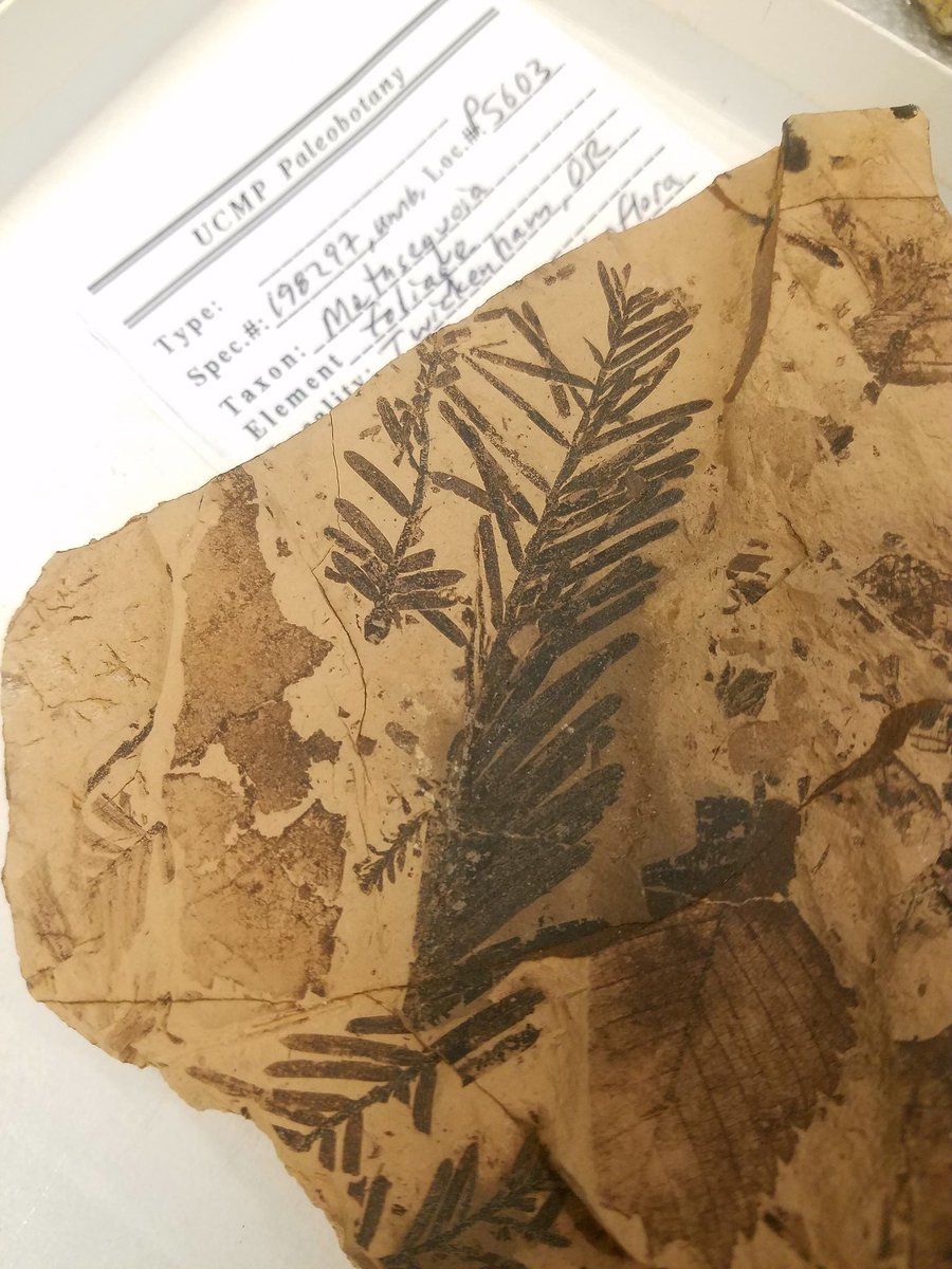DannyAnduza's tweet photo. Let's give some love to a kickass plant for #FossilFriday!  Here's Metasequoia, the "dawn redwood," which was best known from #Mesozoic fossils... 

...until the 1940s, when Chinese researchers discovered *LIVING* examples in southern China.  
#paleobotany #livingfossil https://t.co/HfJYVZn2WK