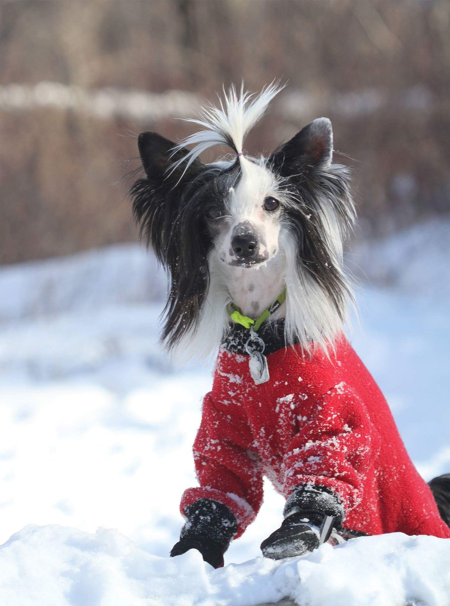 crestars's tweet photo. @GlobalCalgary This is Baby Blitz...still wearing the "baby" in front of her name at almost 3, she is just full of energy and goes into attack mode with her toys the minute i set foot in the house...(thank you baby Baby Blitz for directing my mind away from work) https://t.co/s5rTf49i3k