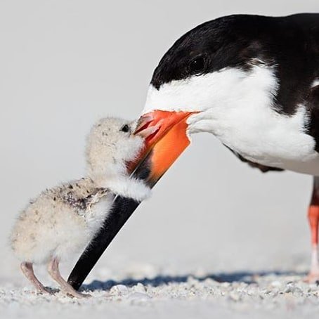 GF_Shop's tweet image. Black Skimmer chick holding on tight to her mother. 
@outback_photo_adventures 
#wildlifeconservation