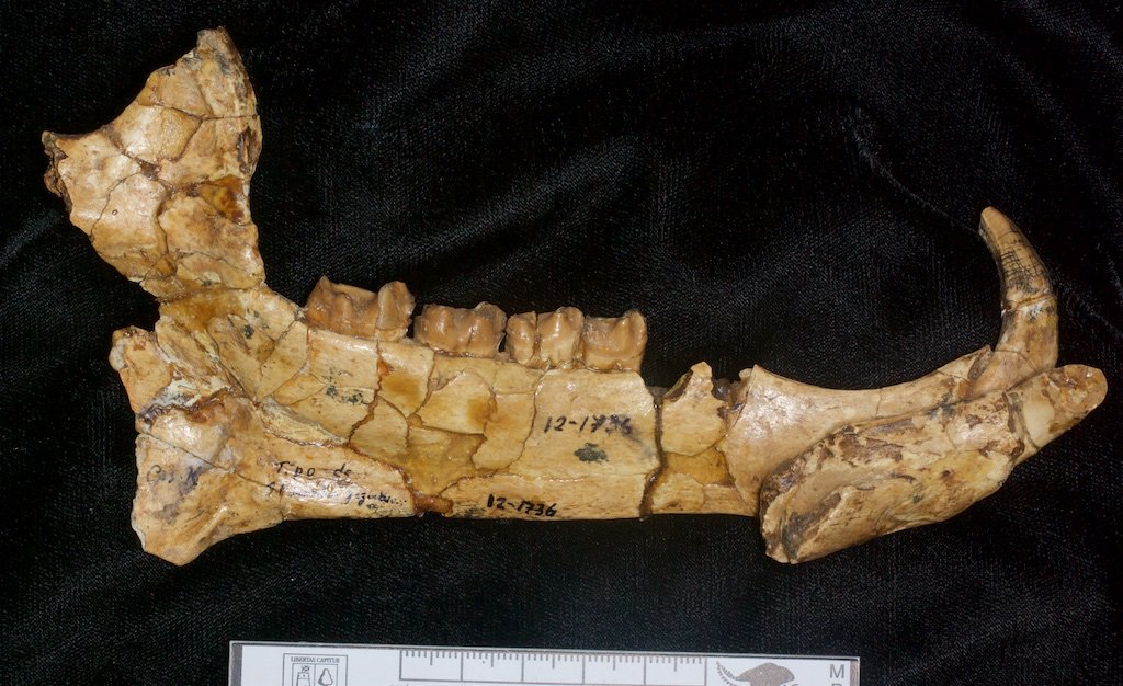 dcpaleo's tweet photo. #FossilFriday Holotype lower jaw of the early #astrapothere Trigonostylops gegenbauri from the late Eocene of #Argentina, showing its #pig-like lower canine #tusks. This native South American #ungulate probably also had a short trunk (proboscis). #HornedArmadillos @VelizarSim https://t.co/YazAkanpCh