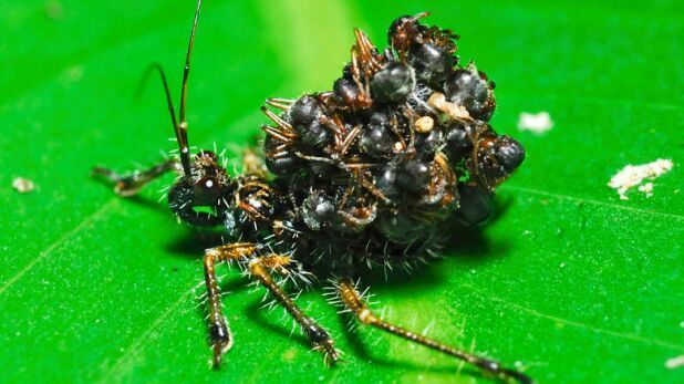 WhatTheFFacts's tweet photo. The assassin bug wears the corpses of its prey as camouflage. https://t.co/kjoIIWNiTZ
