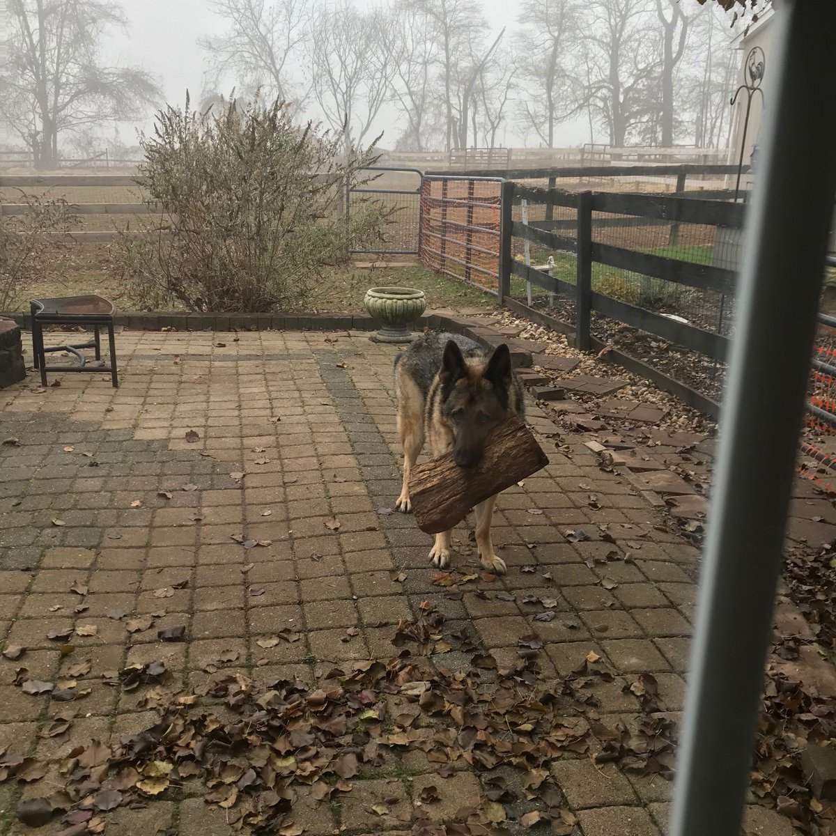 princessxellax's tweet photo. a sad boy who wants somebody to play fetch with his stick https://t.co/0gIBL8gPk7