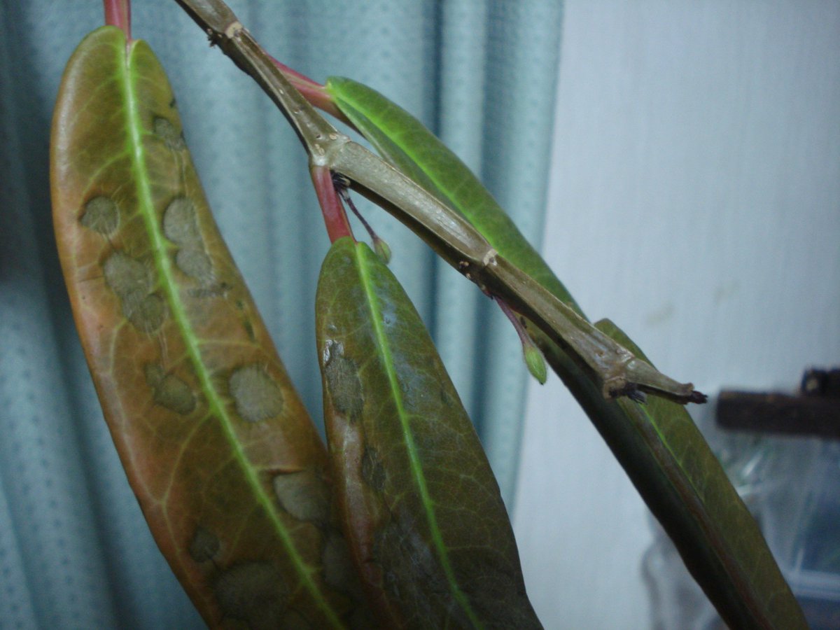akiralpha's tweet photo. Drymonia decora
YABAI(語彙力不足)
ちょっと帰りの寒さのせいか傷んできてるから頑張ってほしい
#borderbreak6th https://t.co/JDILK34HkU