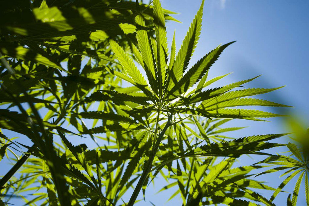 Are #biobased homes too expensive? It's a myth! <a href="/isobioproject/">ISOBIO project</a> is working on to make #hemp houses cheaper, safer &amp; better for residents to live in. #ISOBIO 
 
Read more:  bit.ly/2QQyJT1