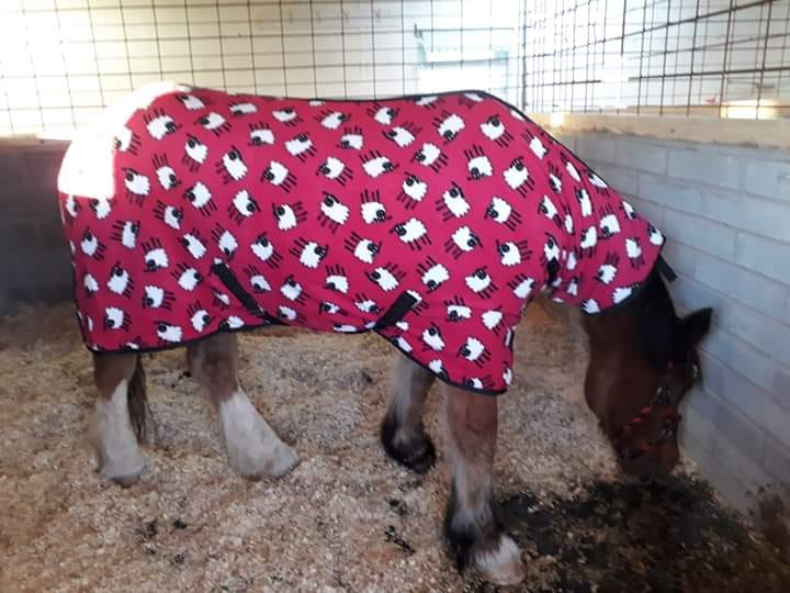 Easterleigh_AS's tweet photo. Can you believe our Bronnie is 30!!! Here she is enjoying a pyjama day 😍😍😍
#horses #animals #animalwelfare #horse #horsesofinstagram https://t.co/SPUmcido14