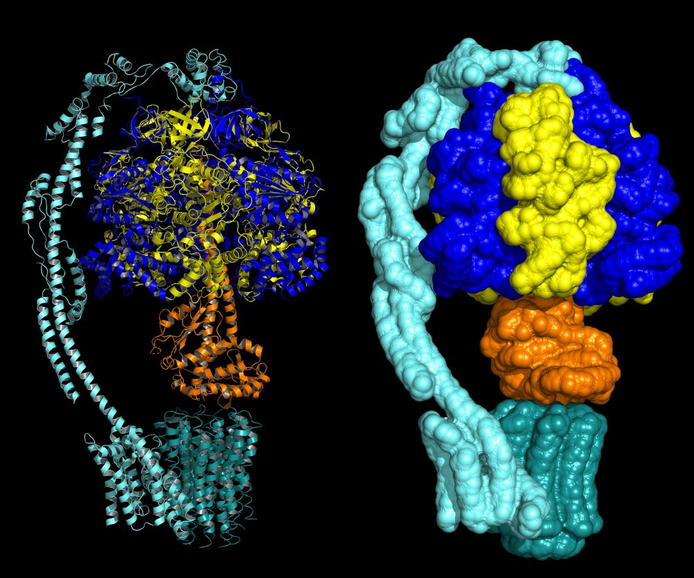 pdf tumor associated