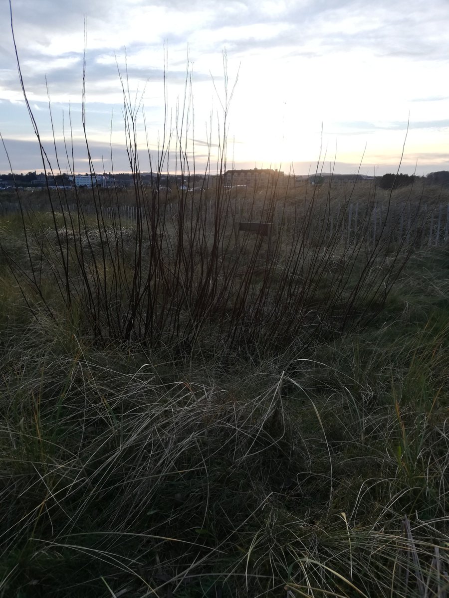 @FCCTrust #WestSandsRangers as we maintain the sand dune system on West Sands, a key activity is managing the plant species present on the dunes. Willow crowds out the dune grasses which are key to the stability of the dune.