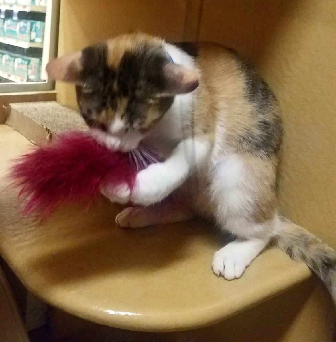 kittybungalow's tweet photo. #FridayFeeling #PlayAllDay for tomorrow we’re off to our #ForeverHomes🤞🏼
#KittenAdoptions from 1-5pm at 11250 W Olympic Blvd. top floor so #LookUp!  Email adoptions@kittybungalow.org for a private play session on #Caturday
#FromHissToHome #SaveAKitten #AdoptMe #FridayMotivation https://t.co/3UB2cUVMXS