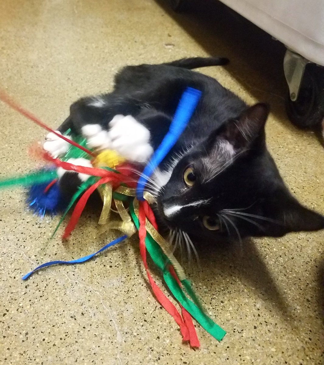 kittybungalow's tweet photo. #FridayFeeling #PlayAllDay for tomorrow we’re off to our #ForeverHomes🤞🏼
#KittenAdoptions from 1-5pm at 11250 W Olympic Blvd. top floor so #LookUp!  Email adoptions@kittybungalow.org for a private play session on #Caturday
#FromHissToHome #SaveAKitten #AdoptMe #FridayMotivation https://t.co/3UB2cUVMXS