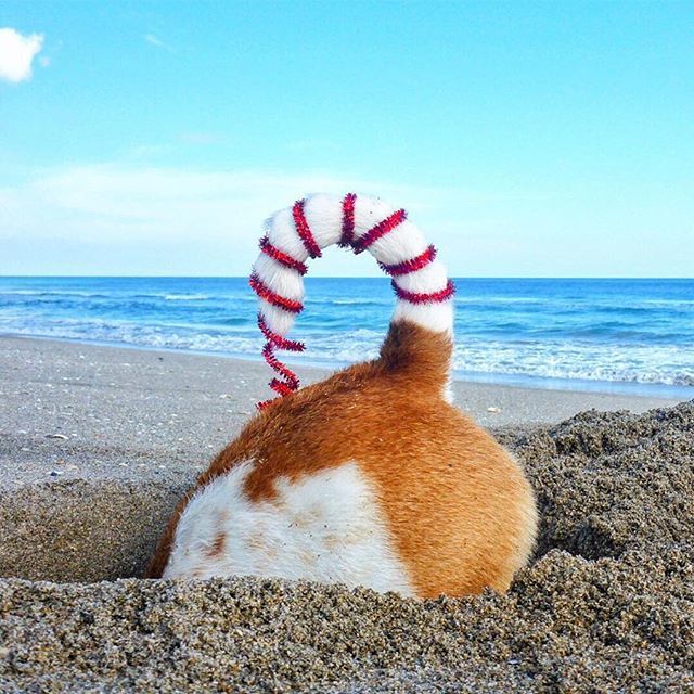 I love when people go all out on their decorations.
.
#candycane #wannalick 
#terrierlove #jackrussellfeatures #jackrussellsofig #terrierlife #dogmom #jackrussell #jackrussells #jackrussellsofig #jackrussellworld #beachbum #jackrussellworld #terriersofin… ift.tt/2RVHyIt