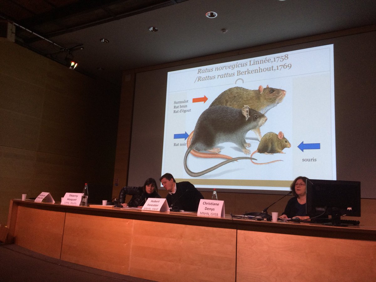 AudeLalis's tweet photo. Origine et Evolution du rat noir et du rat brun en Europe au colloque "Évolutions, évoluons-nous ?" de la @MAENanterre au @Le_Museum #ISYEB https://t.co/SpBxQ2eZnW