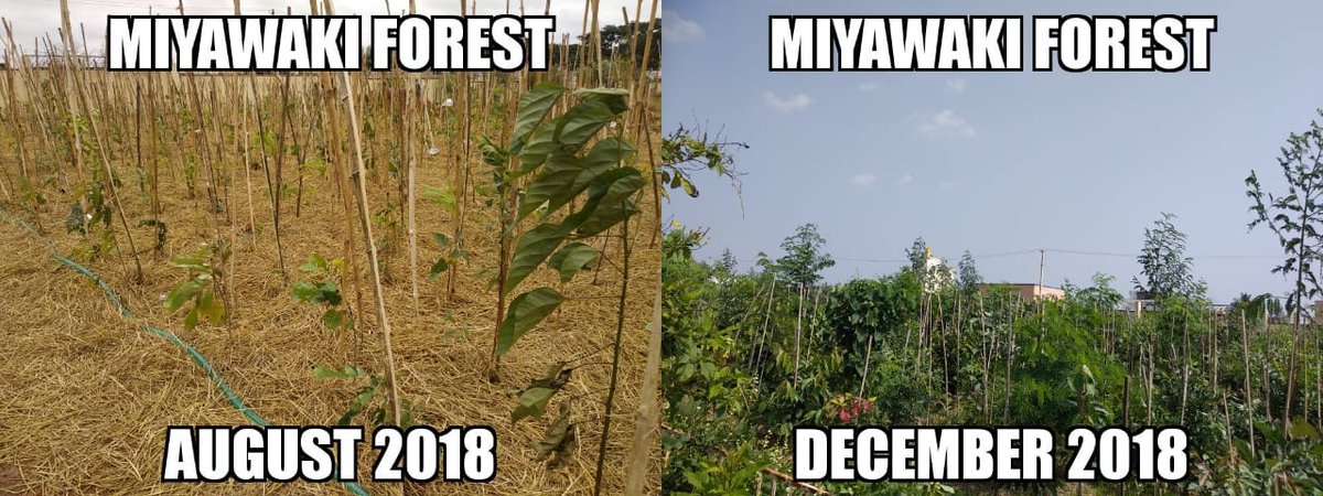 #Miyawaki forest....Great way to add forest in your little space of apartment/Villa complex in little time
 @saytrees_ind 
#MoreTreesMoreRain
#MoreRainMoreWater
#NoAirPollution