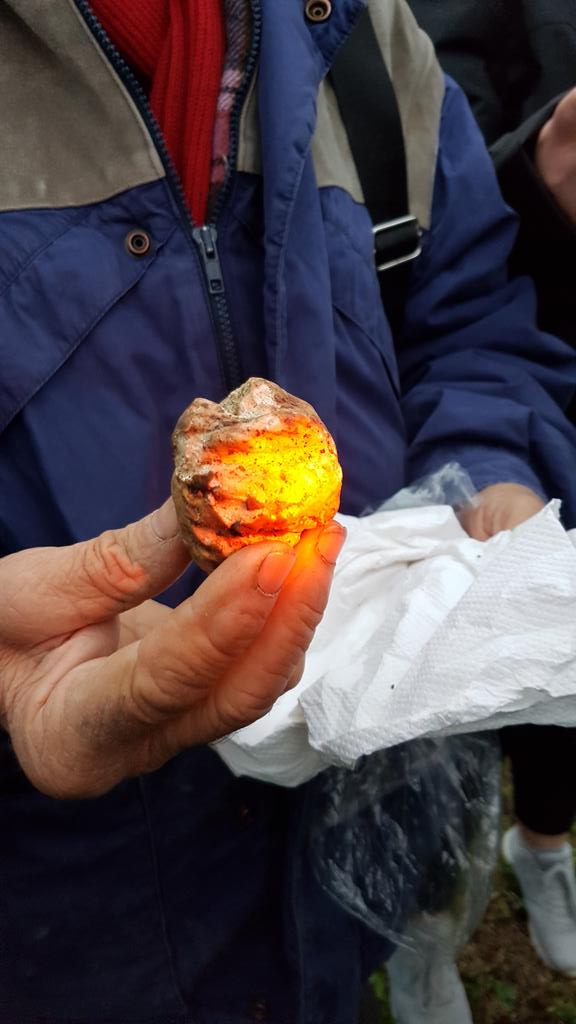 Erinazeus's tweet photo. Discovery of a new species: the LET or Light Emitting Truffle! @Incredibforest Mind you, even without the light, this is a small fortune but mama mia what a perfume :-) https://t.co/6JPX5Lnl85