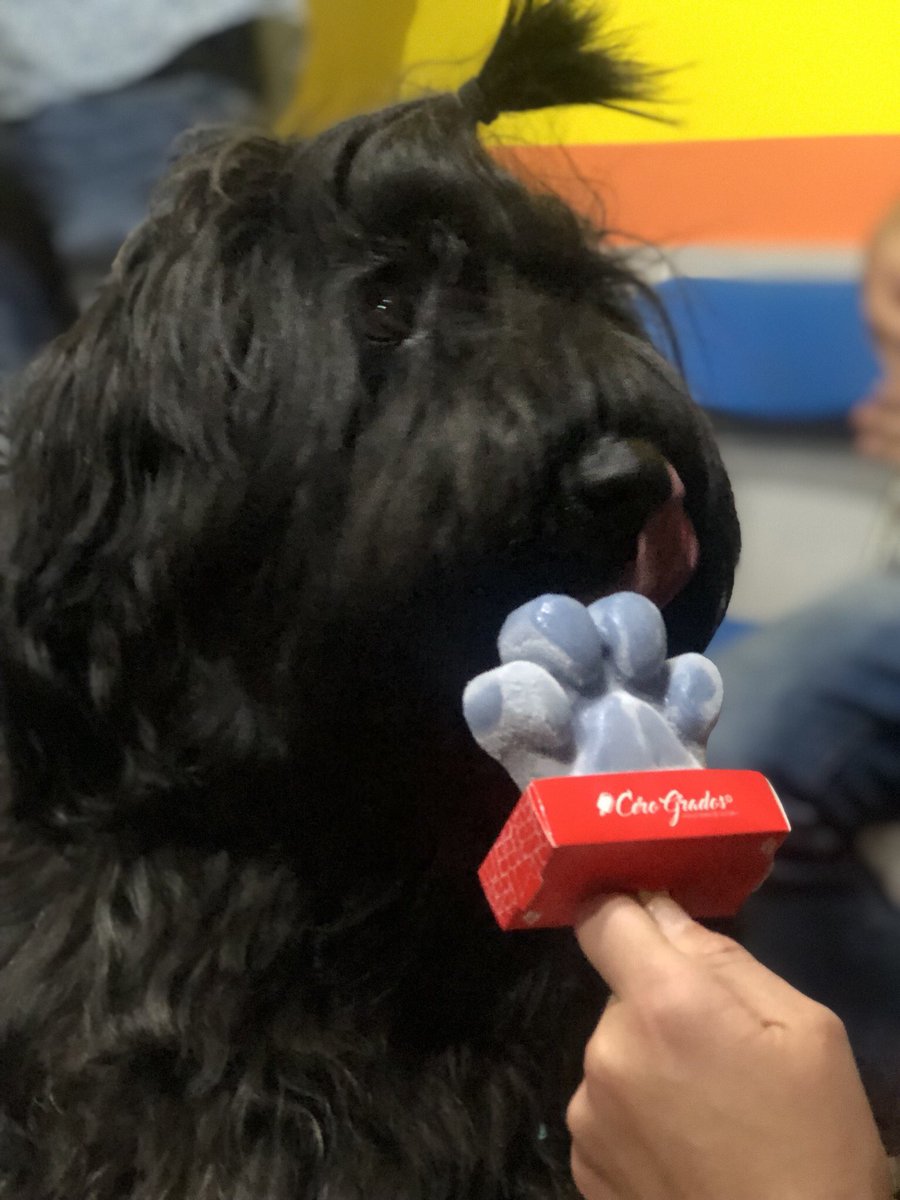 marangove's tweet photo. Ayer fui a una fiesta de perritos en #PetCentral y todo fue muy maravilloso, miren👇. Si quieren celebrar el cumpleaños de su bebé, este es buen lugar para hacerlo. 🥰🙌🏻 https://t.co/XgRXN46KJW