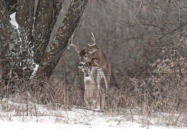 charlottej_0_'s tweet image. Who’s going out this weekend to find themselves a late season monster?
#buckhunting #deerhunting #wackem #texashunting