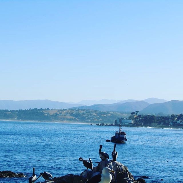 DeConCon's tweet photo. Desde Caleta Higuerillas, Concón #chile_shots #chilepaisajes #chilegram #instaconcon https://t.co/fQ4a9sp9vd https://t.co/WQ9Grd7L62