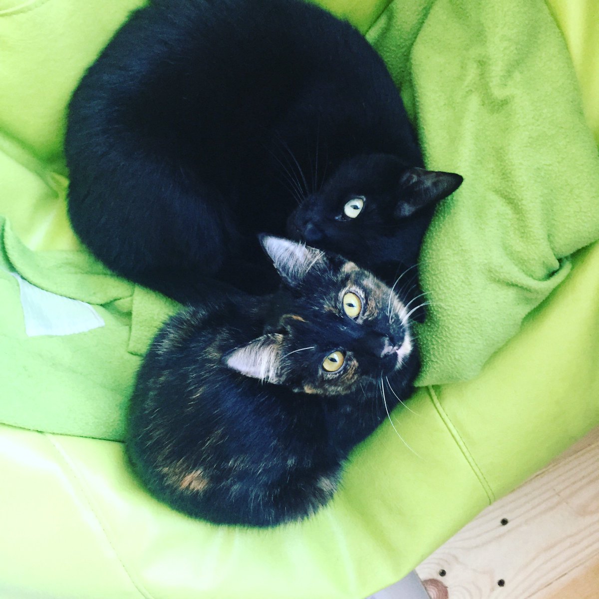 Lisbonplan tweet media