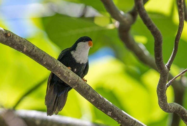 Rare parrot ift.tt/21dngc4