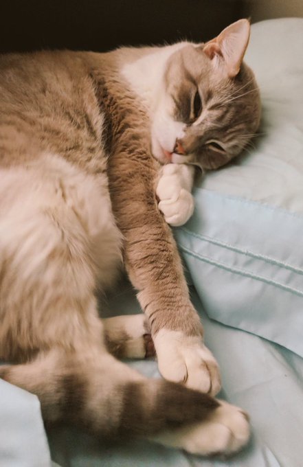 Yah this is what I wake up next to each morning... Be jealous 😽 https://t.co/nWrvcvbXMn<a href="/tag/karen"class="tags"><span>#karen</span></a>