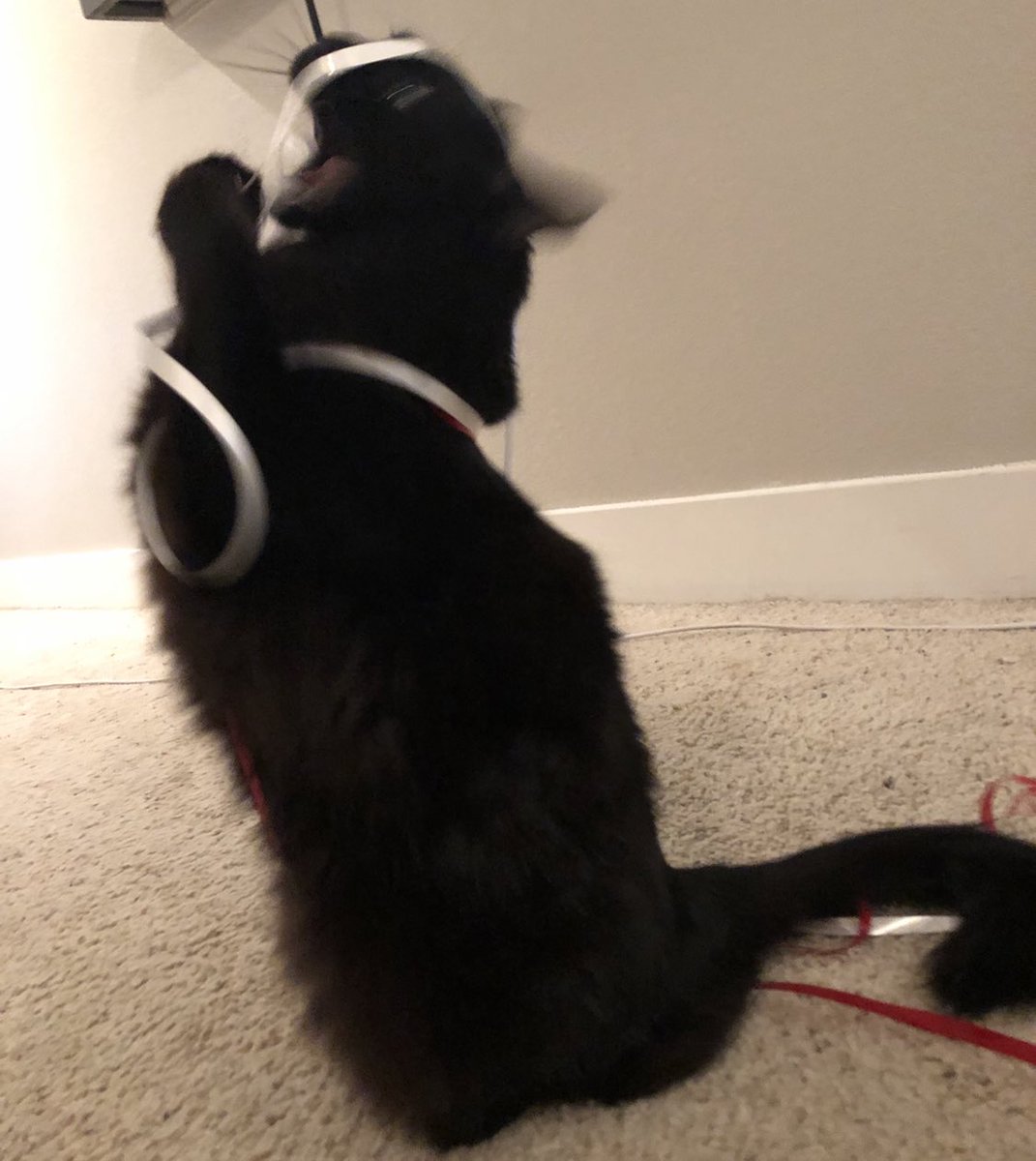 Xypherra's tweet image. ... Not helping Mordor. Thanks though buddy... #wrappingpresents