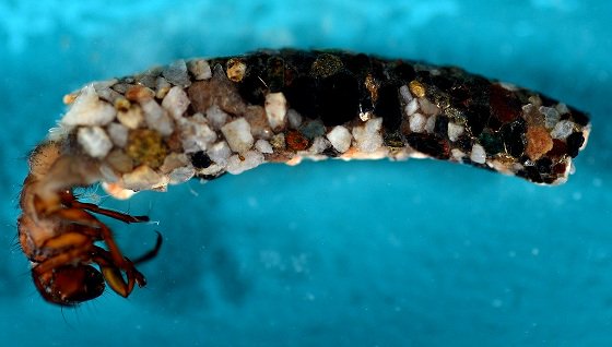biologicabc's tweet photo. On the second day of Christmas my taxonomist gave to me, two Trichoptera and a polychaete in some debris.
#trichoptera #casebuilders #underwaterarchitects #tistheseason #caddisfly #12daysofchristmas #biologicabc https://t.co/T3hsw9DIN2