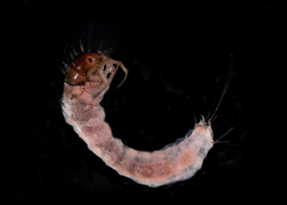biologicabc's tweet photo. On the second day of Christmas my taxonomist gave to me, two Trichoptera and a polychaete in some debris.
#trichoptera #casebuilders #underwaterarchitects #tistheseason #caddisfly #12daysofchristmas #biologicabc https://t.co/T3hsw9DIN2