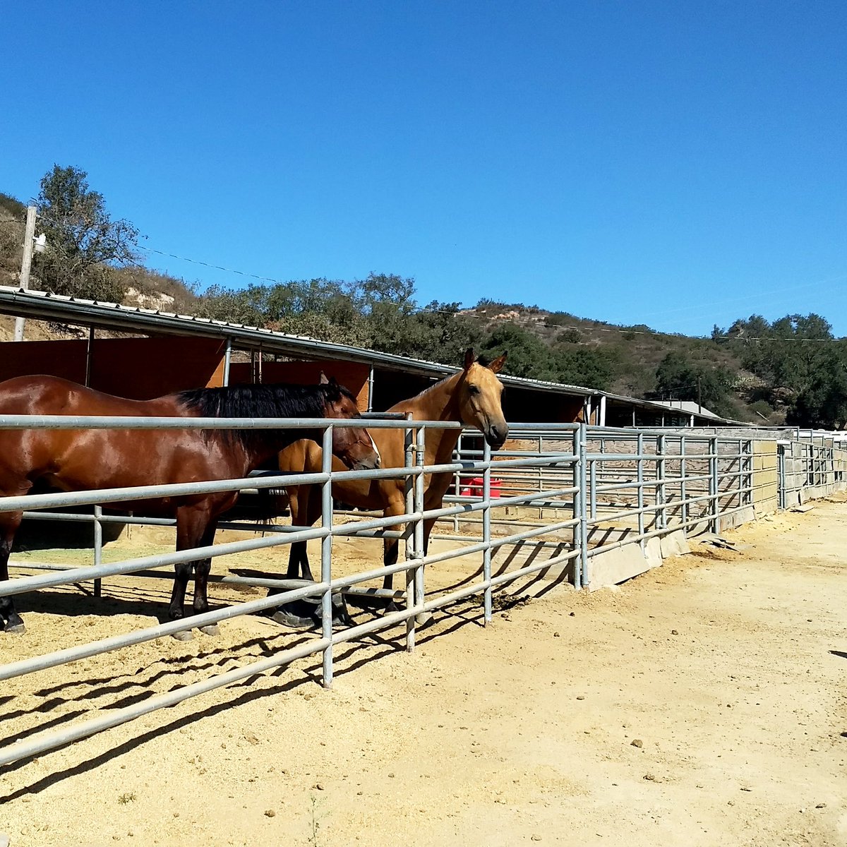 Anyone who haven't experience horseback riding? Try it out in Santiago Equestrian Center located at 18381 E Santiago Canyon Rd.
#horseback #horsebackriding #riding #horseriding #horses #horseranch #horseride #horseexperience #lakeforest #lakeforestcom