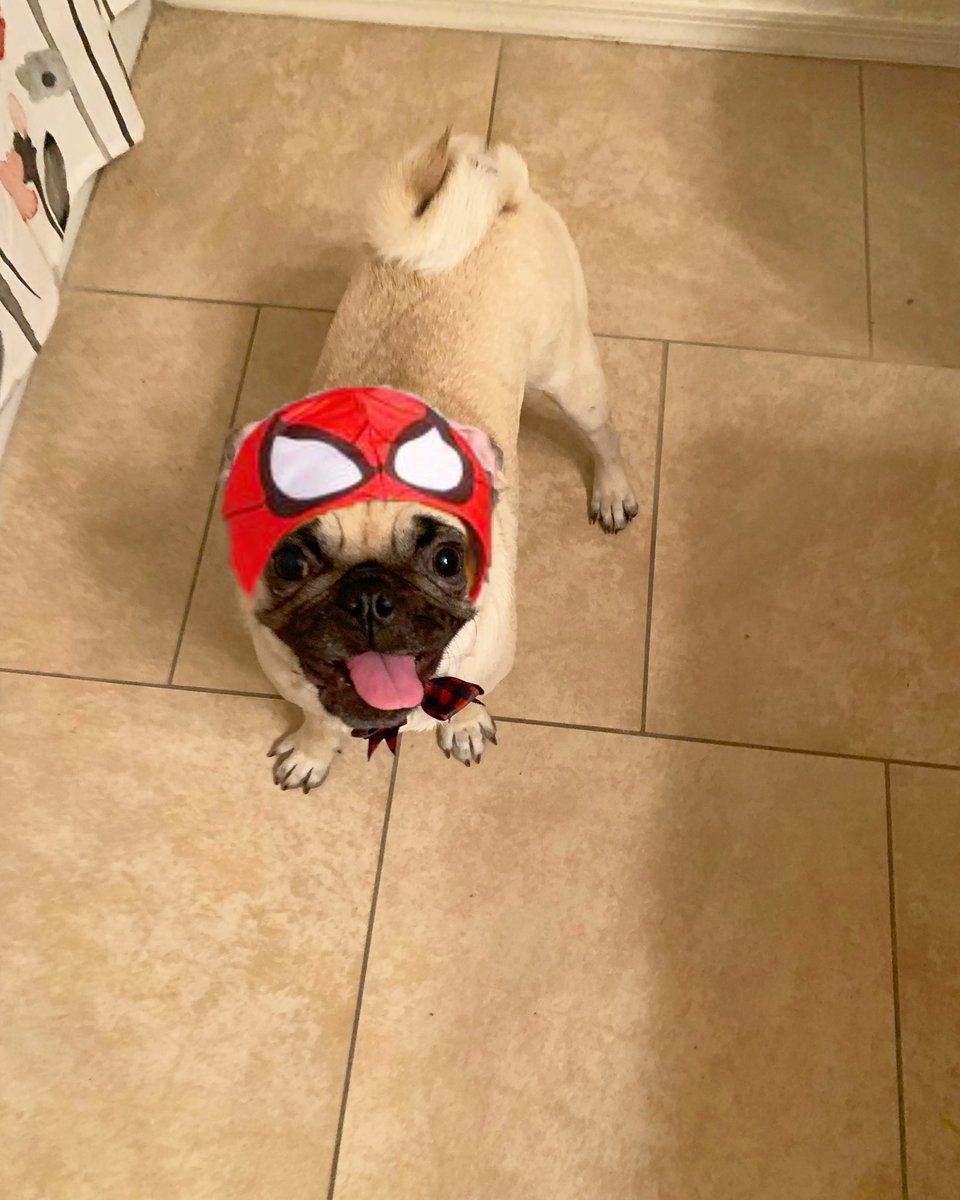 Did anyone else see the new Spider-Man: Into the Spider-Verse?? 🤓 #SpiderManIntoTheSpiderVerse #MatchaThePug #SpiderPug #Marvel