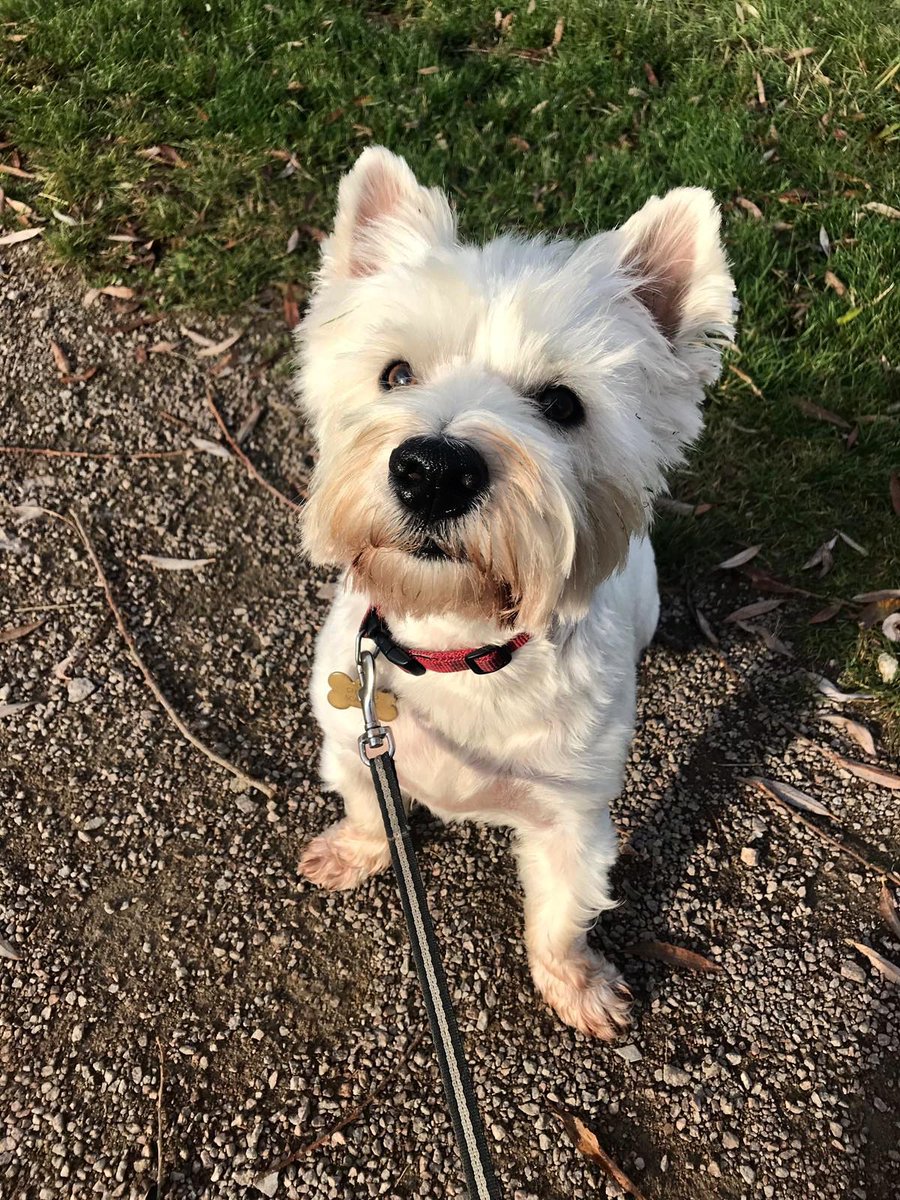 SitandstayMK's tweet photo. This weeks #PoochOfTheWeek is Hendricks the #Westie! 😍
Hendricks likes to have a good old belly rub before going out and having a good sniff! ☺️She loves a cuddle and will do anything for a squeaky ball!! 🎾 🙈

What a gorgeous girl she is!! 🤗 https://t.co/lS2UHq7eNq