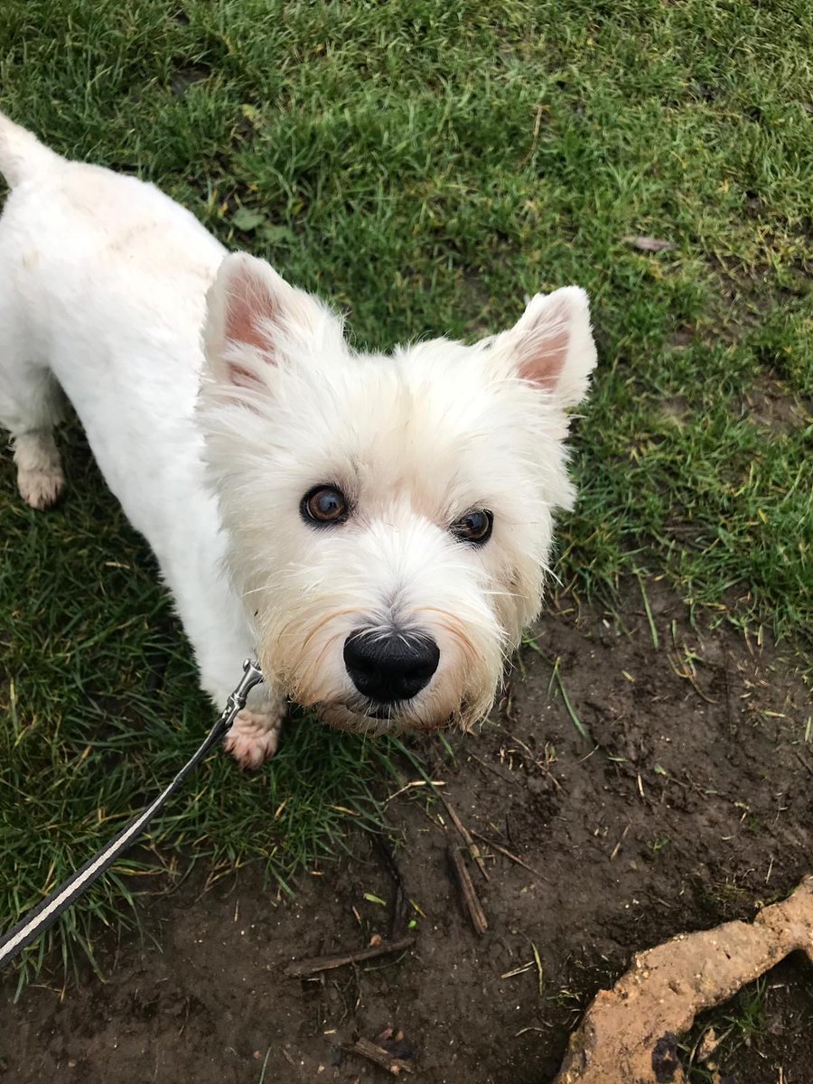 SitandstayMK's tweet photo. This weeks #PoochOfTheWeek is Hendricks the #Westie! 😍
Hendricks likes to have a good old belly rub before going out and having a good sniff! ☺️She loves a cuddle and will do anything for a squeaky ball!! 🎾 🙈

What a gorgeous girl she is!! 🤗 https://t.co/lS2UHq7eNq