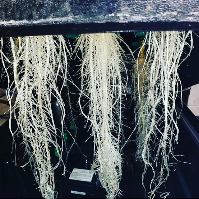 PermaClone's tweet photo. By: https://t.co/dHszAANoiB
• • •
“Them fish bones baby #permaclone #cuttingedgesolutions #roots #rootporn #turbokloner #blissfulwizard “ : https://t.co/Vg0XqjxFcg https://t.co/5h5P3hl6UB