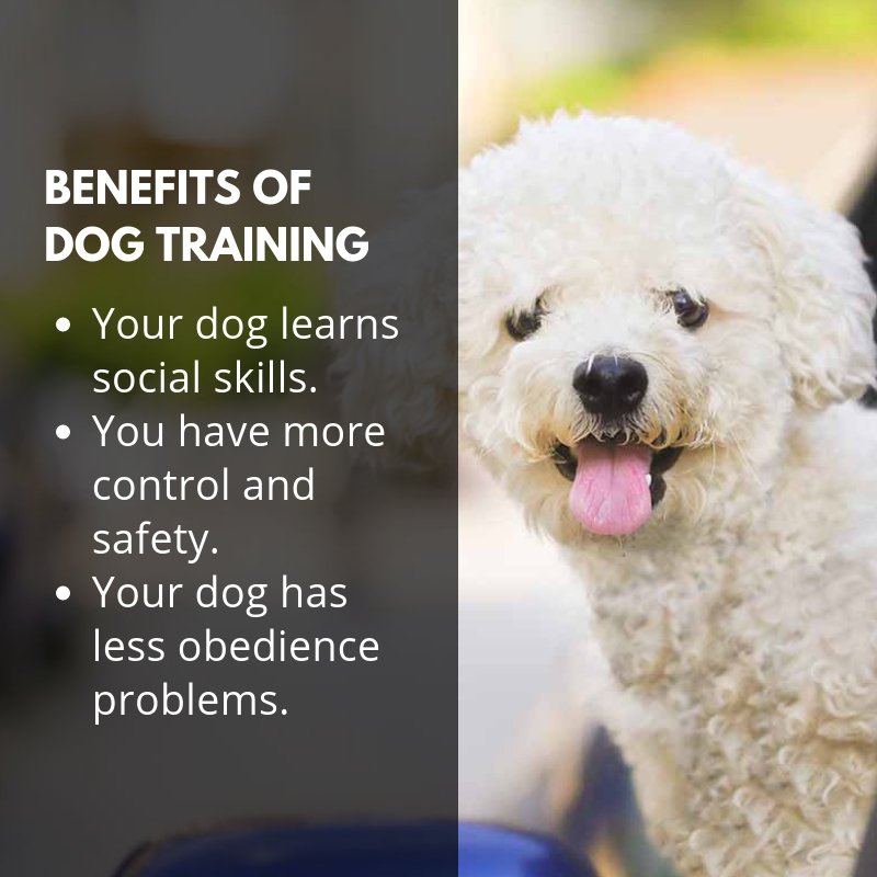 dcgomes's tweet photo. Benefits of dog training.
https://t.co/qKdACl7pyO https://t.co/YKhobSVxMw