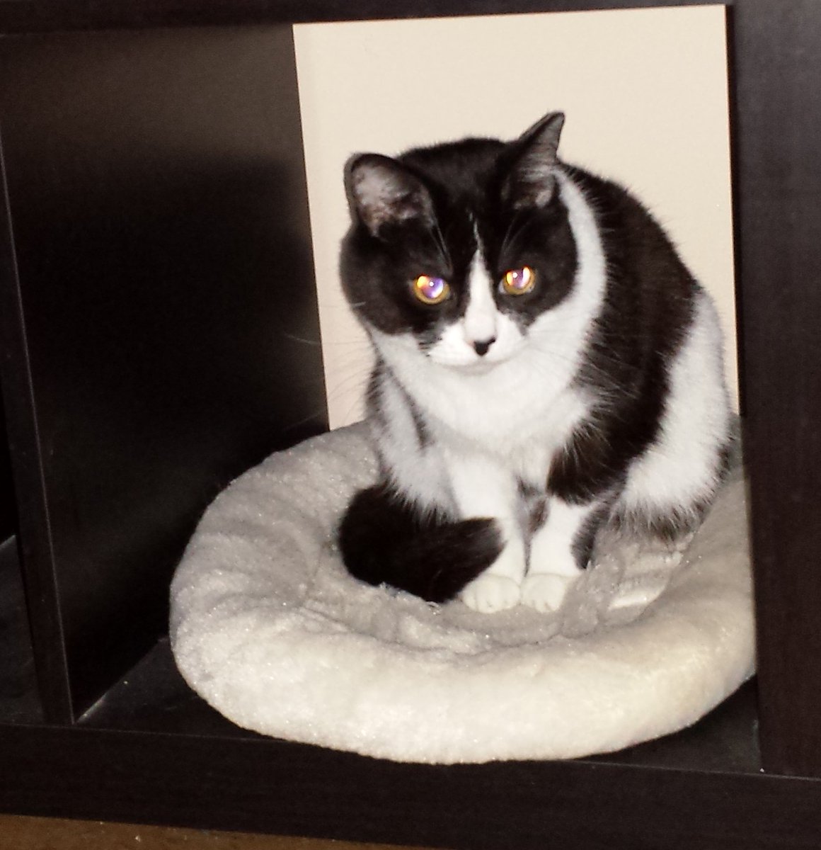 CatCafeSanDiego's tweet image. .@fetchdvm360 we know you love #cats so come take a #coffee break with them during #fetchdvm360 We&apos;re a short walk from @SDConventionCtr (cross Harbor at 1st, turn right on Island, walk to 3rd). Your $8 admission includes a food or drink item.