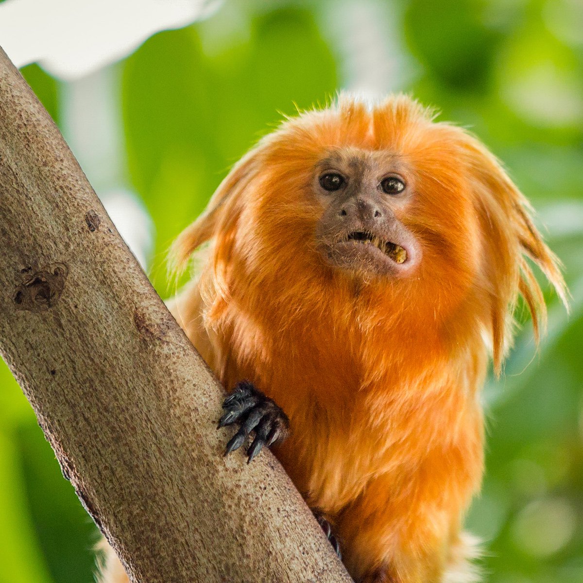 Once nearing extinction, Brazil's golden monkeys have rebounded