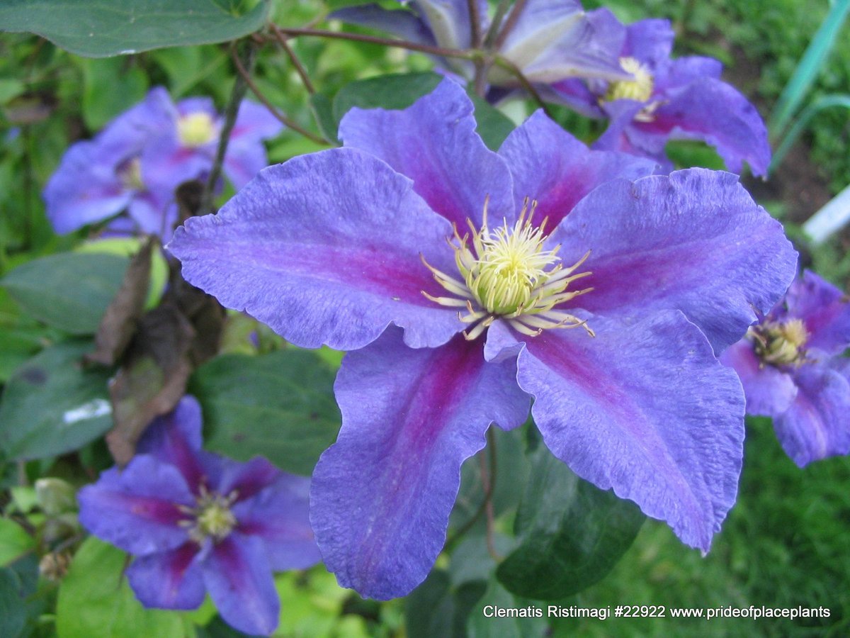 popplants's tweet photo. #ColdHardyClematis our feature#4 Clematis Ristimagi #22922 has showy violet blue, red-purple bar, burst of creamy center! blooms continuously,and prolifically, late spring to late summer. #KivistikClematisCollection #perennial #floweringvines #rosevillefarms
#prideofplaceplants https://t.co/dBSPBkFaLK