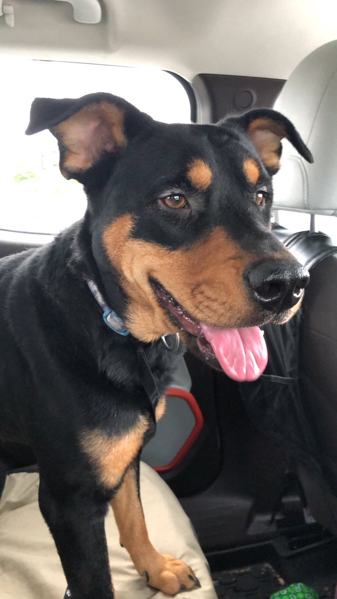PAWSAmerica's tweet photo. We're excited to share Odin's happy story!

https://t.co/foU2XpHwy4 https://t.co/Adq8148dmi