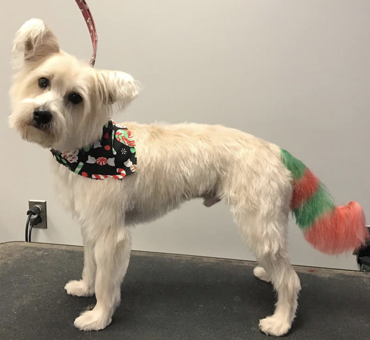 what-dye-is-safe-for-dogs