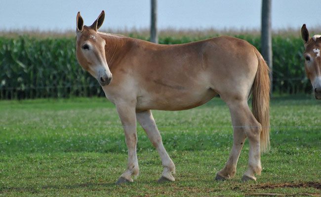 Ecologypost On Twitter A Hinny Is A Domestic Equine Hybrid That Is The Offspring Of A Male Horse A Stallion And A Female Donkey A Jenny It Is The Reciprocal Cross To