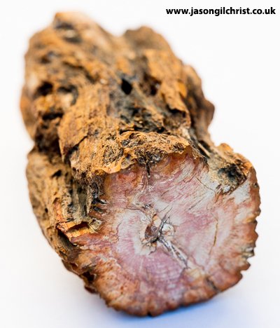 jgilchrist13's tweet image. A 225 million year old section of fossil wood. A piece of petrified forest.
From Morondava, Madagscar.
Courtesy of @mrwoodsfossils, Grassmarket, Edinburgh, Scotland.
#fossilwood #fossiltree #petrifiedforest #fossil #palaeontology #paleontology #Edinburgh #FossilFriday #Madagascar