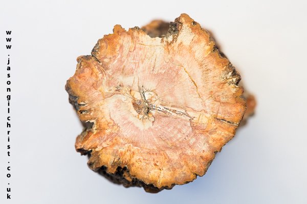 jgilchrist13's tweet image. A 225 million year old section of fossil wood. A piece of petrified forest.
From Morondava, Madagscar.
Courtesy of @mrwoodsfossils, Grassmarket, Edinburgh, Scotland.
#fossilwood #fossiltree #petrifiedforest #fossil #palaeontology #paleontology #Edinburgh #FossilFriday #Madagascar