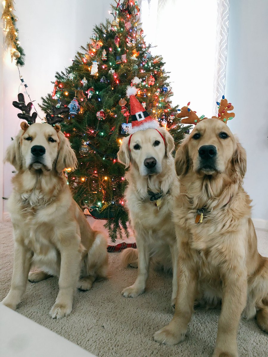 Bad day? Yeah well, not if these faces have anything to say about it... Happy holidays! Love, #ZZnW #zeeknzoe #poohbear