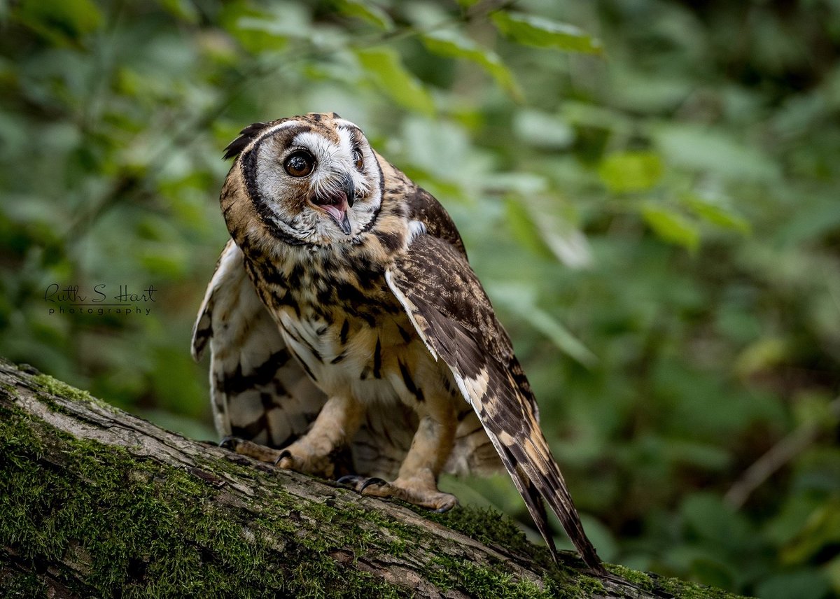 RuthSHart's tweet photo. The lovely CJ having with attitude @cressingtemple #birdsofprey #photography #workshops @EdenFalconry #owls #Falcons #kestrals great fun @tiptreetearoom ©@RuthSHart https://t.co/BwWu3vYIxn