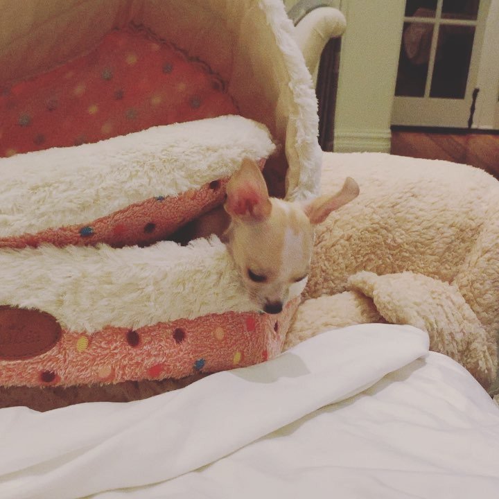 AnythingKISS's tweet photo. RT genesimmons : RT shannonleetweed: The newest addition to the #family My #early #christmas #gift from sophietsimmons nicktsimmons genesimmons Meet #MissFlora #puppies https://t.co/Pd9tpNY5cx (via Twitter https://t.co/39B02jf6w7) https://t.co/gCVg6Cm0go