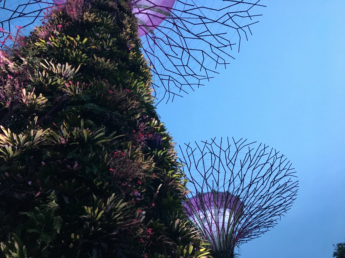 PlacesPotential's tweet photo. Can Singapore's Super Grove be applied to greening other cities? #Singapore #Supertrees #Greencity https://t.co/mfygIpLNkb