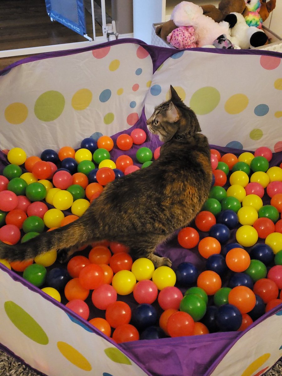 Nessa_Odessa613's tweet photo. Cat just wanna have fun too! @OtownSensFanMan #sophiethecat loves the girls ball pit too #sillycat #CatsOfTwitter #torbi https://t.co/sulcyhJqbn