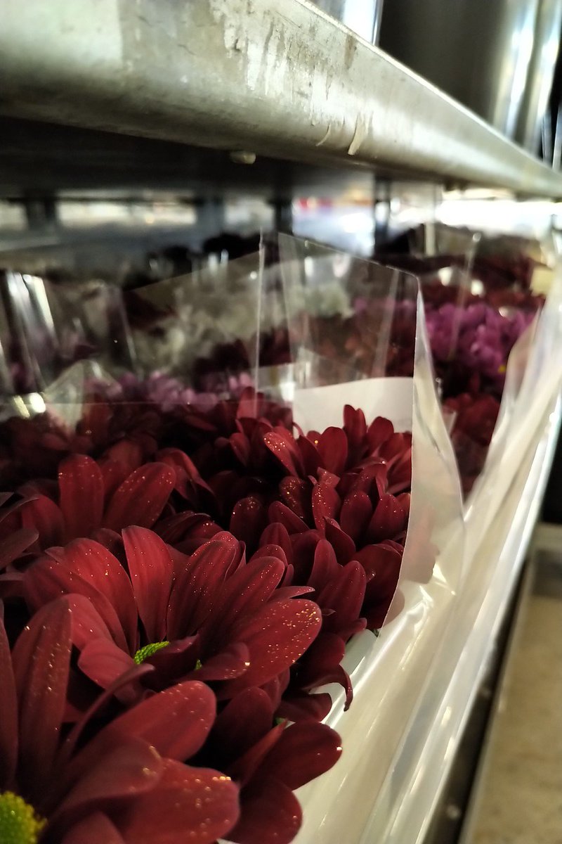 Kiepflower's tweet photo. Een deen vol met glitters; voeg een beetje schittering toe aan jou kerst
✨
A trolley full of glitter; add a little sparkle to your Christmas

#chrysanthemums #naturally #glitter #christmas2019 https://t.co/3lRbw8Krm4