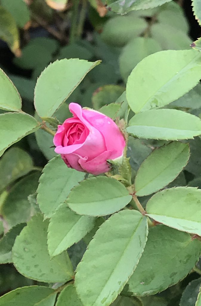 The bud hides the memory of the blossom, of generations,  ages &amp; eons. The memories of the future are but potter’s clay in our hands ..  Vijay 🎻