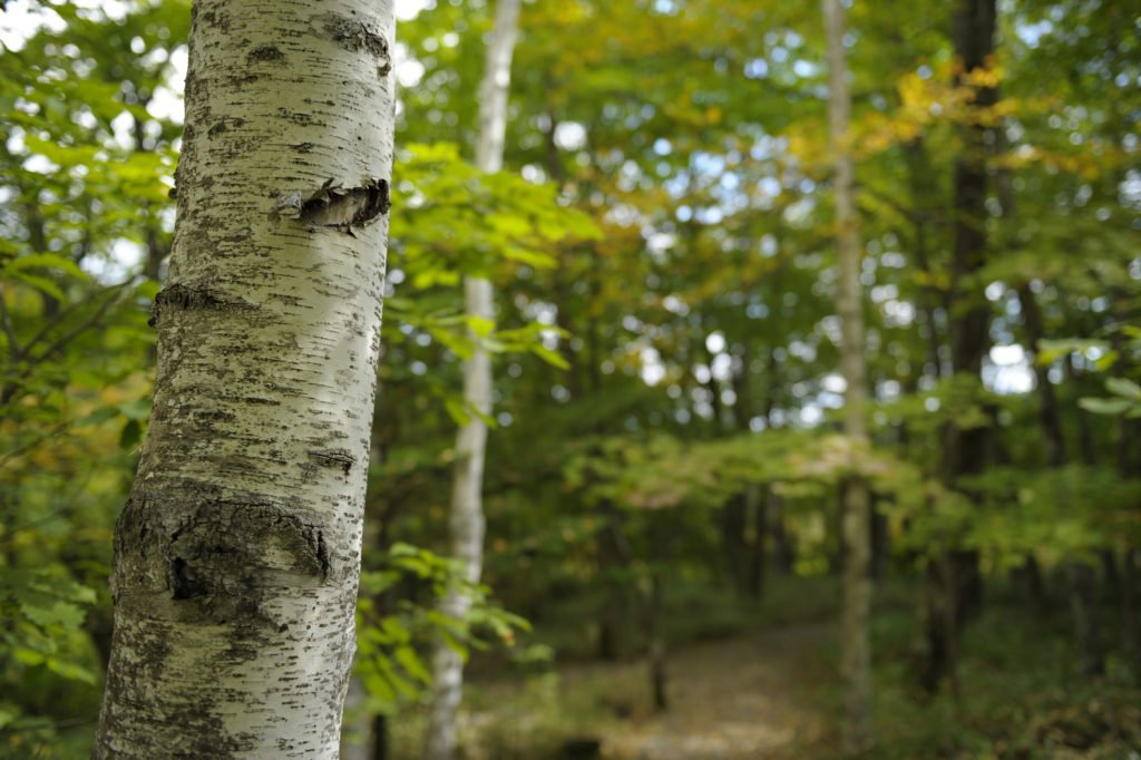 CanopyTrees's tweet image. Tree Spotlight: Silver birch,a ubiquitous tree growing all over boreal and temperate Europe and Asia! #ExploreTrees

ow.ly/qN1h30mW1Yi